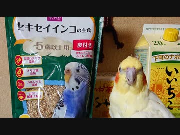 夏のイネ科の野草と老鳥のシード食