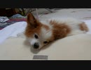 低反発まくらをあご枕にするワンコ（パピヨン）2