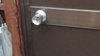 長田区のオス野良猫