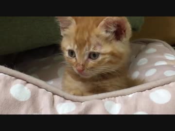 ジャンボ子猫、わちゃわちゃ子猫に社会の厳しさを教える