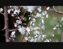 blooming_cherry_treeテスト