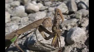 食事中のカマキリ