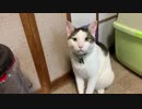 おなかすいた猫にやっぱあーげないしてみた。