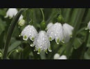 Flowers Suzuran 藤井啓道の好きな動画