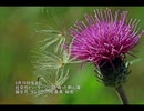 誕生日に贈る言葉～9月10日生まれの生真面目なあなたに－聴きものがたり