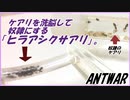 秋の企画。ケアリを洗脳し奴隷にしてしまうヒラアシクサアリ。