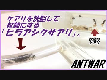 秋の企画。ケアリを洗脳し奴隷にしてしまうヒラアシクサアリ。