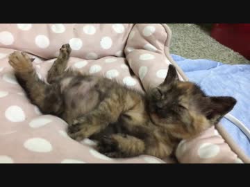 わちゃわちゃ子猫、おっさんみたいに熟睡する