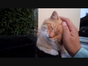 【ぬこ】こねこご対面。去年の保護猫のチャモさんと対面させてみた。