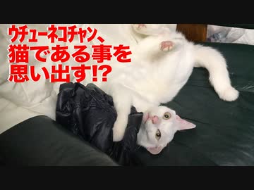ウチューネコチャン、猫のやり方をど忘れする