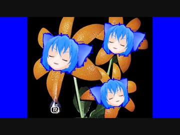 OMANCO MANCO / 花