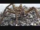 [閲覧注意!!] 再編集 ハシリグモにヌマエビを食べさせてみた。 (Dolomedes yawatai)