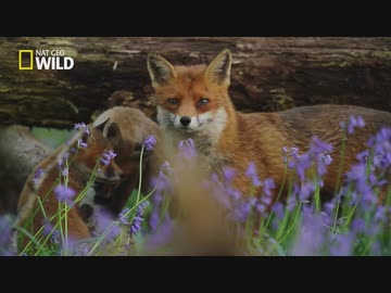 イギリスのフレンズ「都市と農村の生き物」