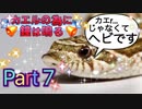 【実況】カエルの為に鐘は鳴るやろうぜ！　その７ッ！
