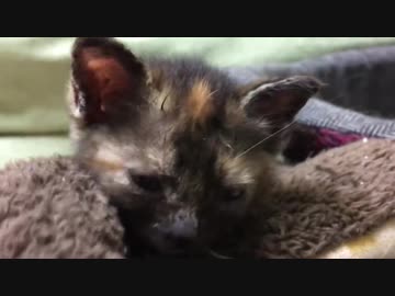 わちゃわちゃミニ茶トラ子猫、猛虎の片鱗を見せる