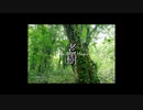 【オリジナル曲】　老樹