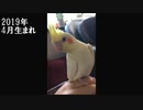 「パイラー、オカメ飼うってよ。」