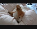 ふわふわの布団の上でまったりするワンコ（パピヨン）3