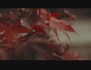 Pexels Videos 1494284　藤谷里志