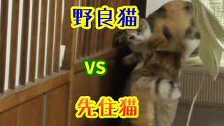 先住猫vs野良猫の争い