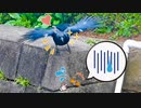 ホモと見るセミファイナル回避