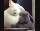 ウサギがうさうさするだけの動画