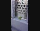 アクビをするアマガエル