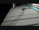 プチ家出猫好子さん捕獲 「アラフィフおっさん風呂ナウ - 2019_09_10(火) 19_13開始 - ニコニコ生放送 」