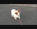 14歳になったワンコ（パピヨン）