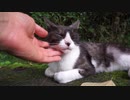 野良猫を撫で回す