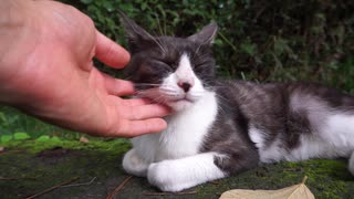 野良猫を撫で回す