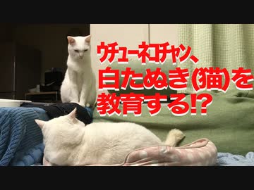 ウチューネコチャン、シニア子猫をしっぽで教育する