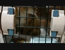 プチ家出猫好子さん捕獲直後編 「アラフィフおっさん風呂ナウ - 2019_09_10(火) 19_13開始