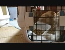 好子さんの爪切りタイム