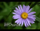 誕生日に贈る言葉～9月15日生まれの頭脳明晰なあなたに－聴きものがたり