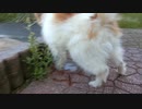 しっぽを上げてオシッコをするワンコ（パピヨン）1