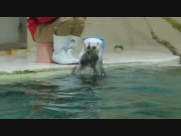 あざとすぎるラッコのメイちゃんの食事風景