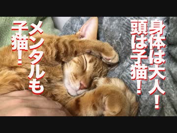 体はおっさん！頭は子猫！