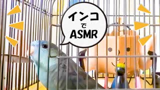 インコでASMR実験02