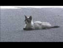 ネコに車を止められる