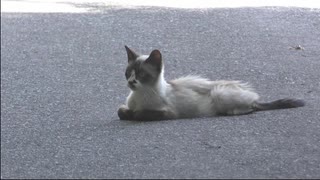 ネコに車を止められる