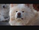 [わさおPV] WASAO's LIFE - 1989: the pillows