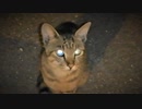 海辺のねこpart6