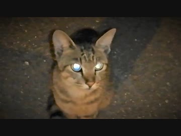 海辺のねこpart6