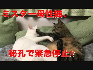 ミスター母性猫、暴走母性を前脚一本で止められる