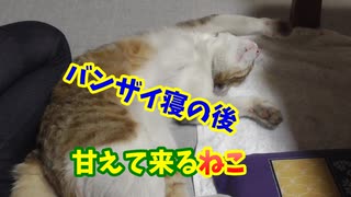 わきをこちょこちょするとバンザイになる猫。