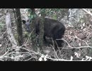 第71位：平成最後の狩猟生活（その９５）