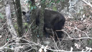 平成最後の狩猟生活（その９５）