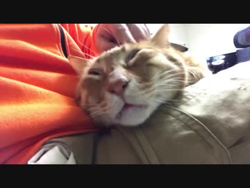 ジャンボ子猫、ブラッシングで変顔になる