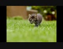 LOST CAT